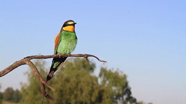 colored bird looks with interest on the sides, wildlife and changing seasons/colored bird looks with interest on the sides, wildlife and changing seasons