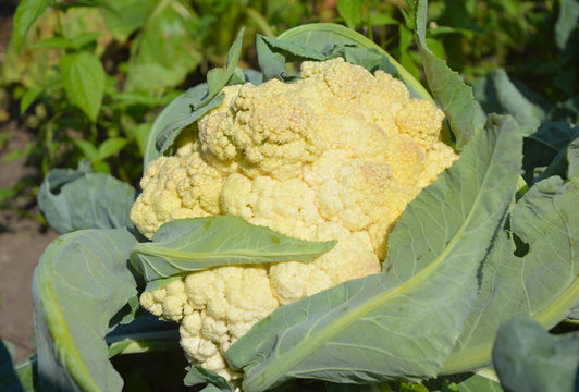 Organic cauliflower. Raw cauliflower harvesting
