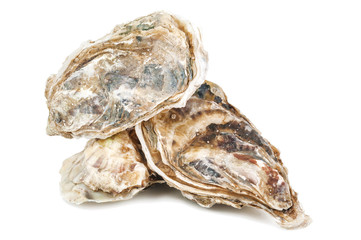 delicious raw oysters on white © Volodymyr Shevchuk