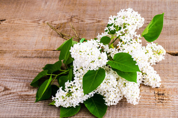 Flowering branches of white lilacs