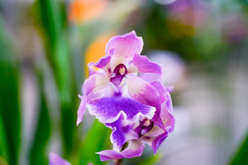Beautiful  Pink Oncidium orchid flowers. Selective focus.