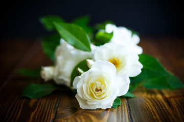 beautiful white blooming roses