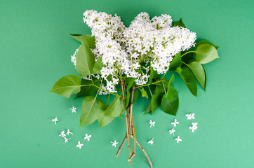 White lilac on bright pastel background