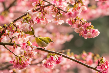 Birds playing in the tree