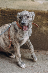 cute little grey puppy with collar sitting and yawning in city street.  sweet doggy with sad eyes, waiting outdoors. funny homeless dog looking for home. adoption concept.