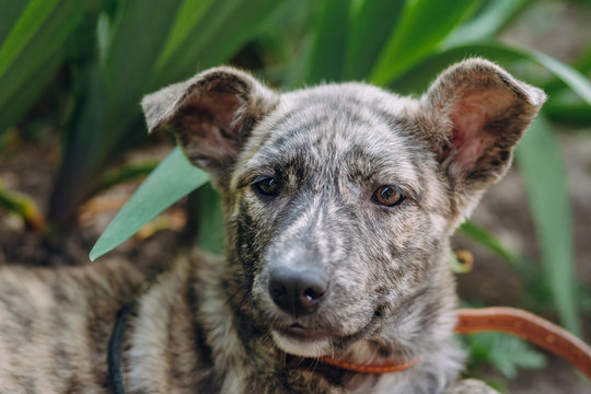 cute little grey puppy with collar sitting in amazing green grass. sweet doggy playing outdoors. homeless dog looking for home. adoption concept. sad emotions