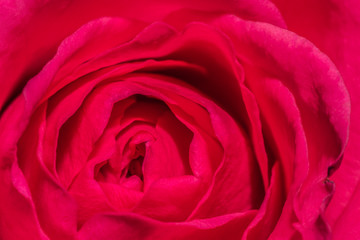 Pinke Rose