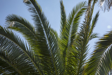 Obraz na płótnie Canvas Пальмовые листья. Пальмовые листья на фоне голубого неба.