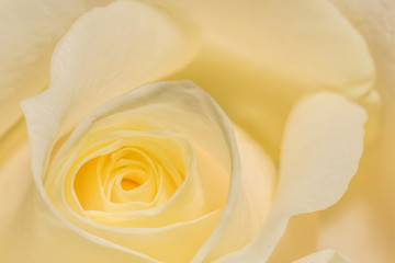 Liebliche gelbe Rose