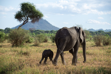 Fototapeta na wymiar African elephant with baby on the savannah