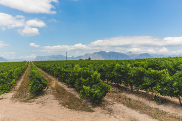 Fototapeta na wymiar Wine vineyard in Stellenbosch on a beautiful day in Cape Town