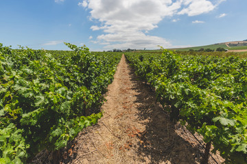 Fototapeta na wymiar Wine vineyard in Stellenbosch on a beautiful day in Cape Town