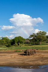 Fototapeta na wymiar Herd of African elephants, with a rainbow in the background