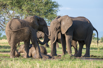 Herd of African elephants in a mud pool