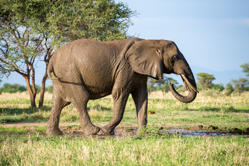 Obraz premium African elephant standing in a mud pool