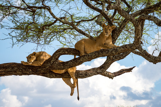 Sleeping and relaxing lions in a tree