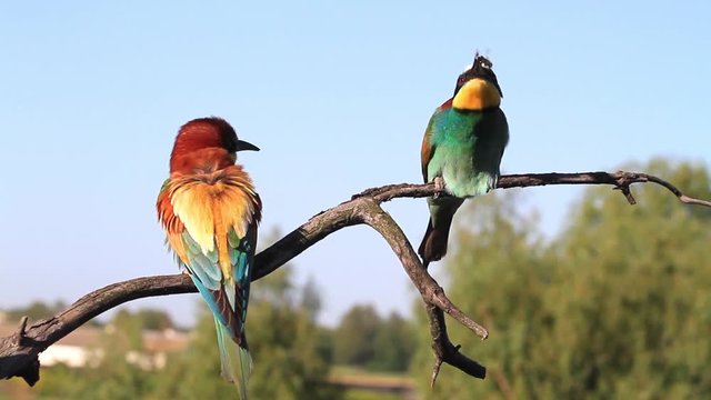 Male bee-eater bee brought in its beak females, wildlife and changing seasons/Male bee-eater bee brought in its beak females, wildlife and changing seasons