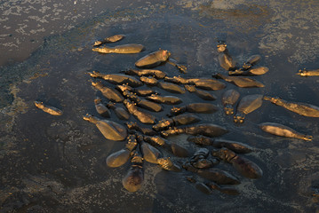 Large hippo herd, seen from above