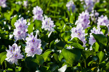 water hyacinth