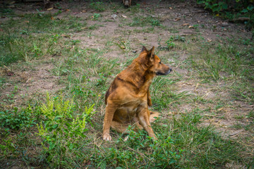 Red dog going to scratching her side