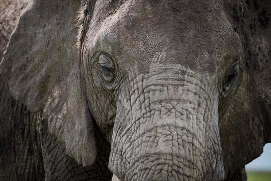 Closeup portrait of an elephant