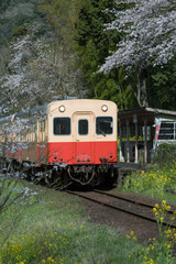 Kominato Tetsudo Train and Sakura cherry blossom in spring season. The Kominato Line is a railway line in Chiba Prefecture, Japan