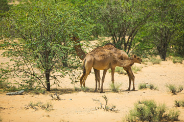 camels in the Arabian desert