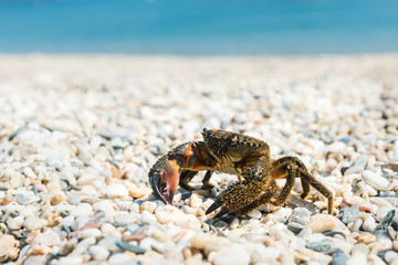 Crab came out to bask on a summer warm beach