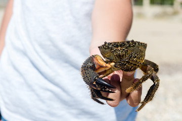 A brave boy holding a big crab