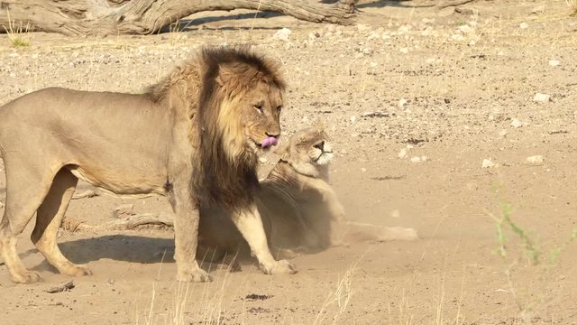 Mating Kalahari Lions