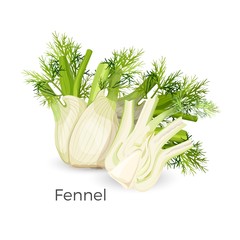 Fennel roots bulb-like stem base, used as vegetable realistic vector