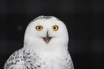 Owl Smiley Face