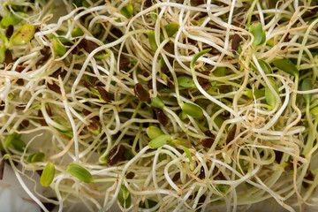 Alfalfa sprouts