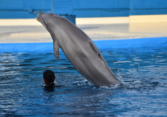 delfin © alberto