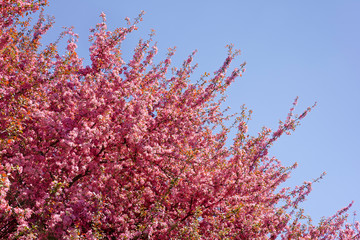 Blooming apple trees in the light of the sun. 
Background. Texture.