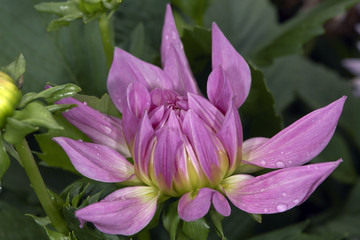 Purple dahlia