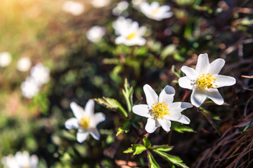 white anemona flowers texture