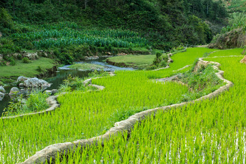 Fototapeta na wymiar Rice terrace in Sapa Vietnam