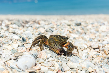 Crab came out to bask on a summer warm beach