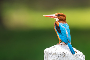 White-throated Kingfisher
