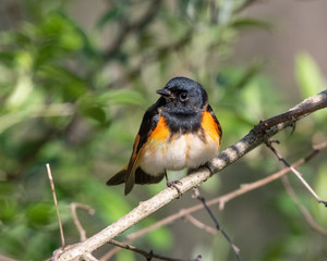 American Redstart