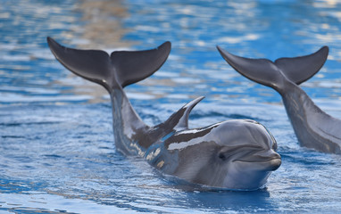 delfin © alberto