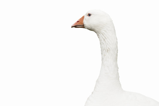Goose Isolated