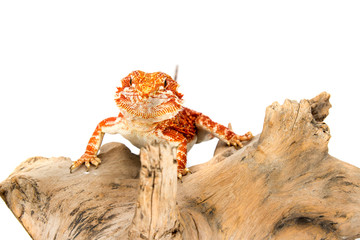 Bearded Dragon
