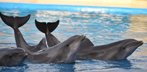 delfines