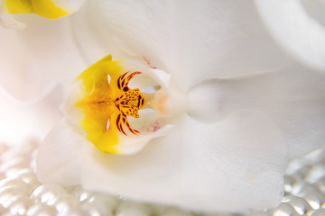 Fototapeta na wymiar pearl and white orchid on a white glass