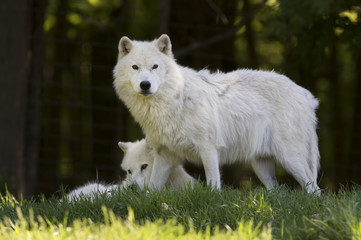 Obraz premium Arctic wolves (Canis lupus arctos) closeup in spring in Canada