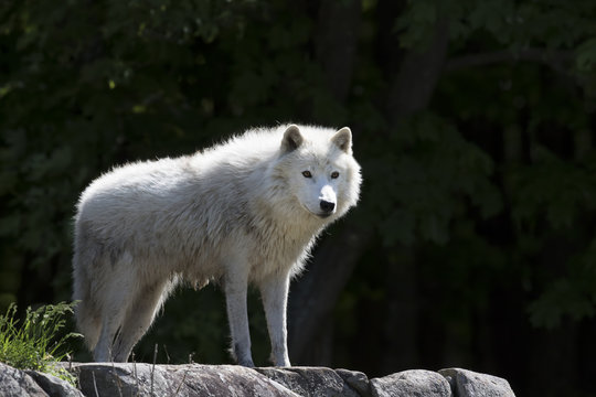 Arctic wolf (Canis lupus arctos) standing on a rock in spring in Canada