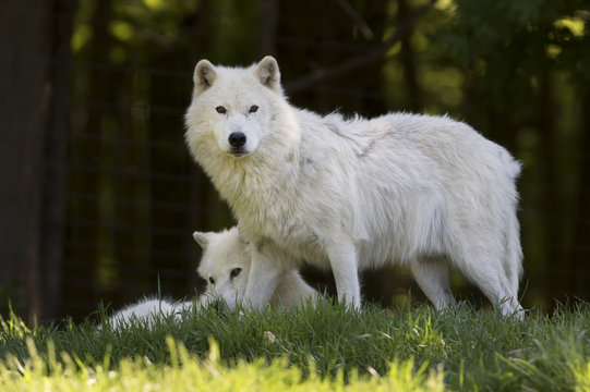 Fototapeta Arctic wolves (Canis lupus arctos) closeup in spring in Canada