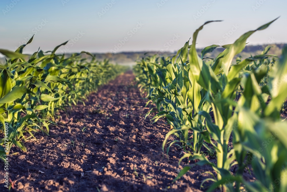 Canvas Prints perfectly flat row of young corn in knee against sky background